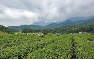 夏天最科學(xué)實(shí)用的養(yǎng)生“干貨”（二）